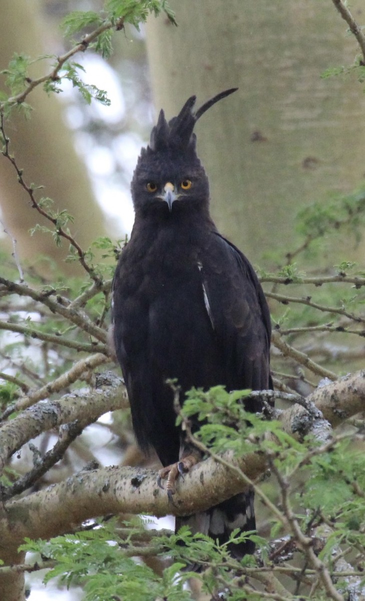 Long-crested Eagle - ML641175596