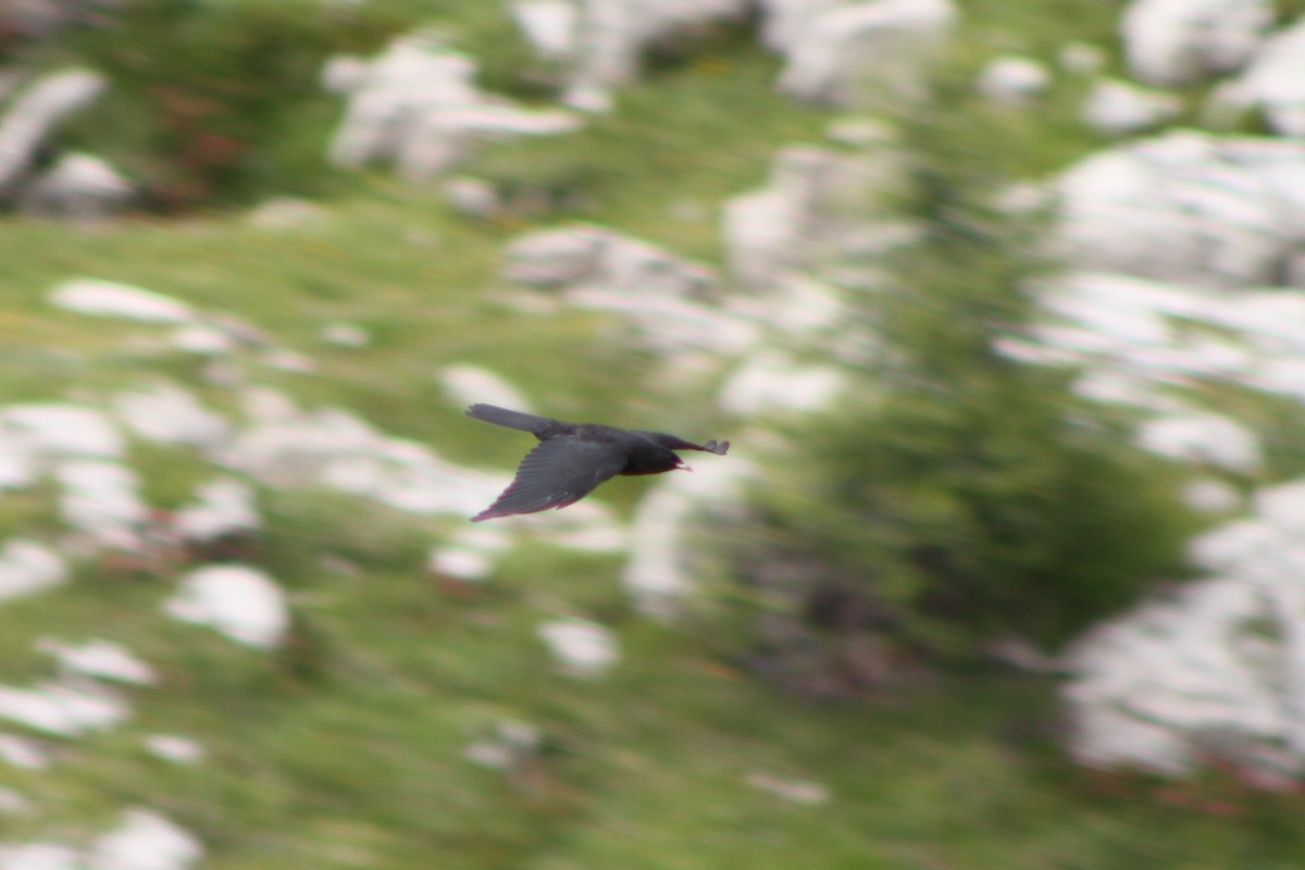 Yellow-billed Chough - ML641175606