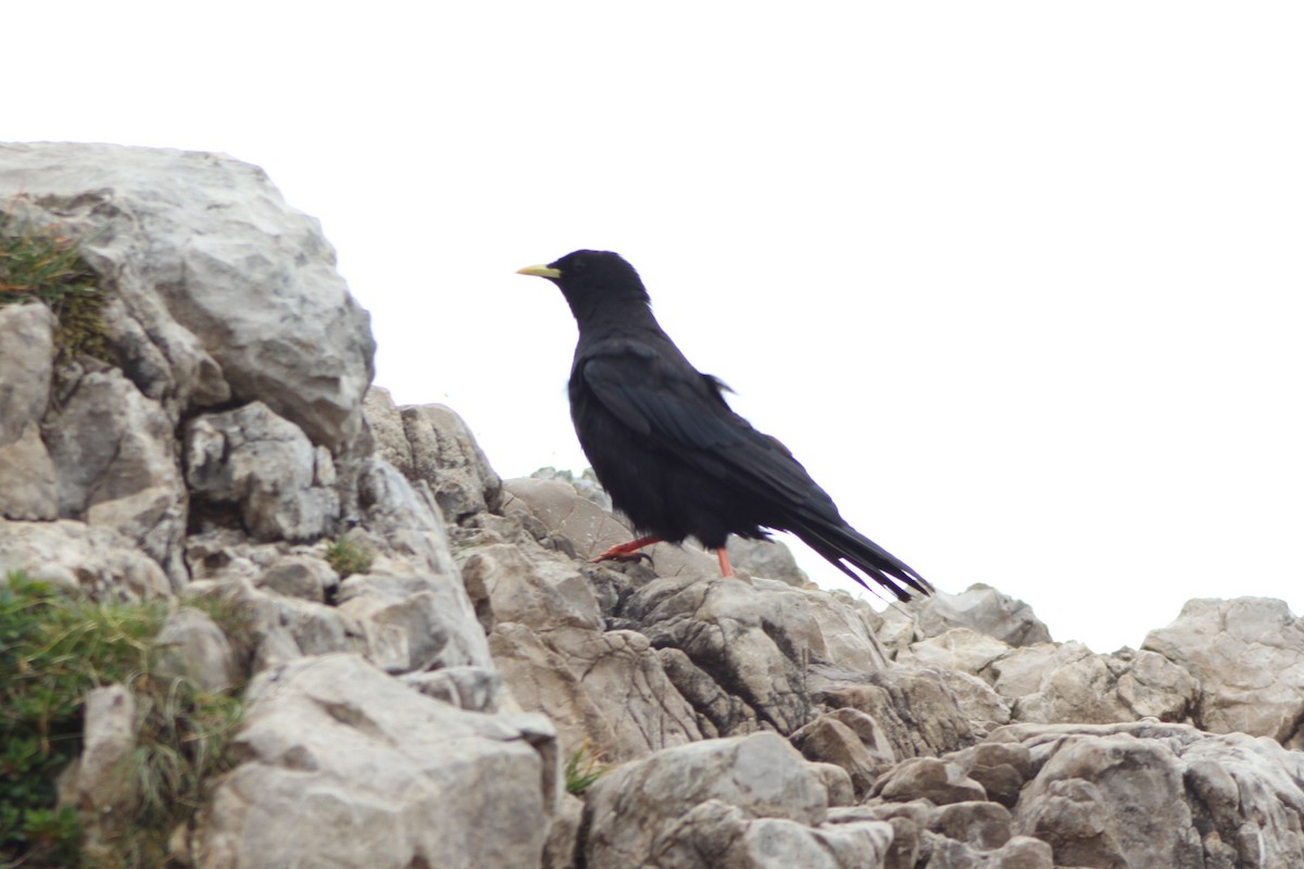 Yellow-billed Chough - ML641175608