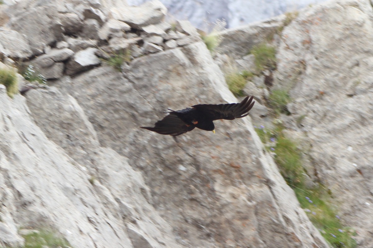 Yellow-billed Chough - ML641175609