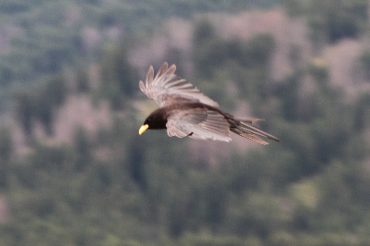 Yellow-billed Chough - ML641175610