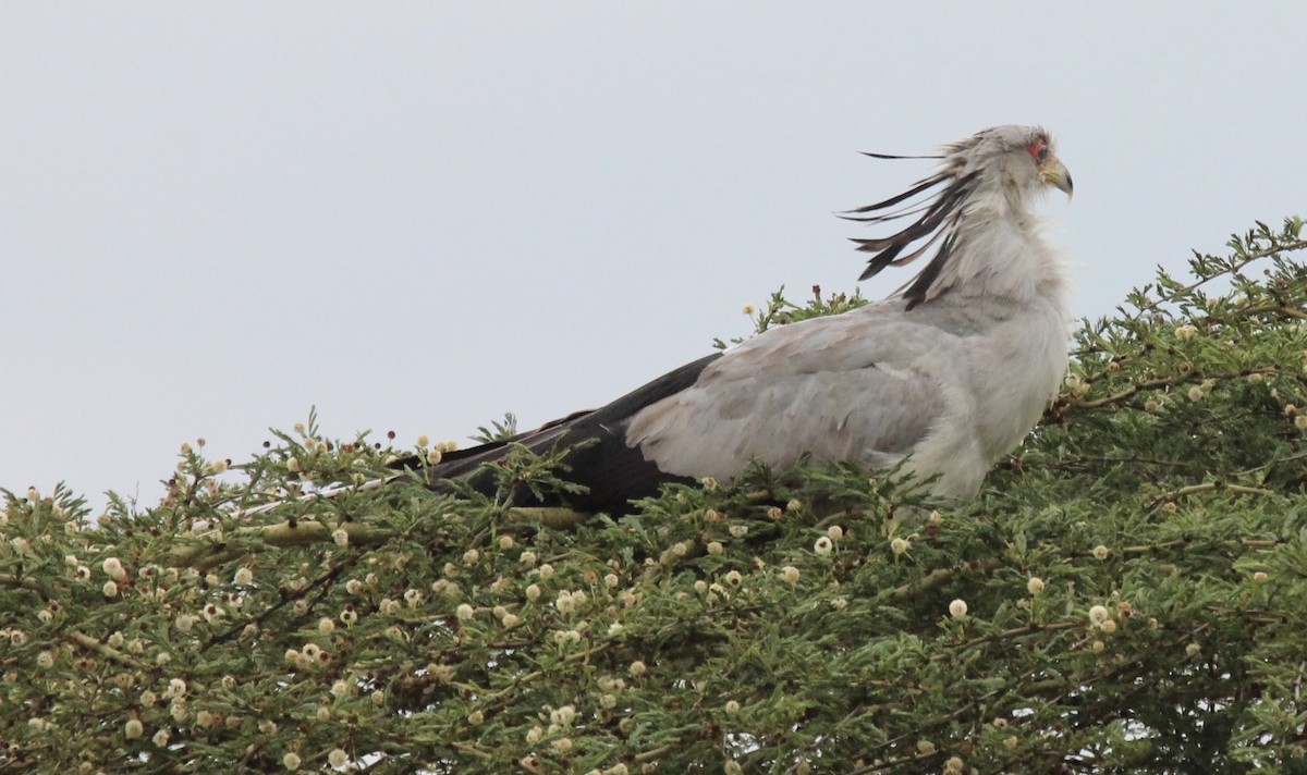 Secretarybird - ML641175611