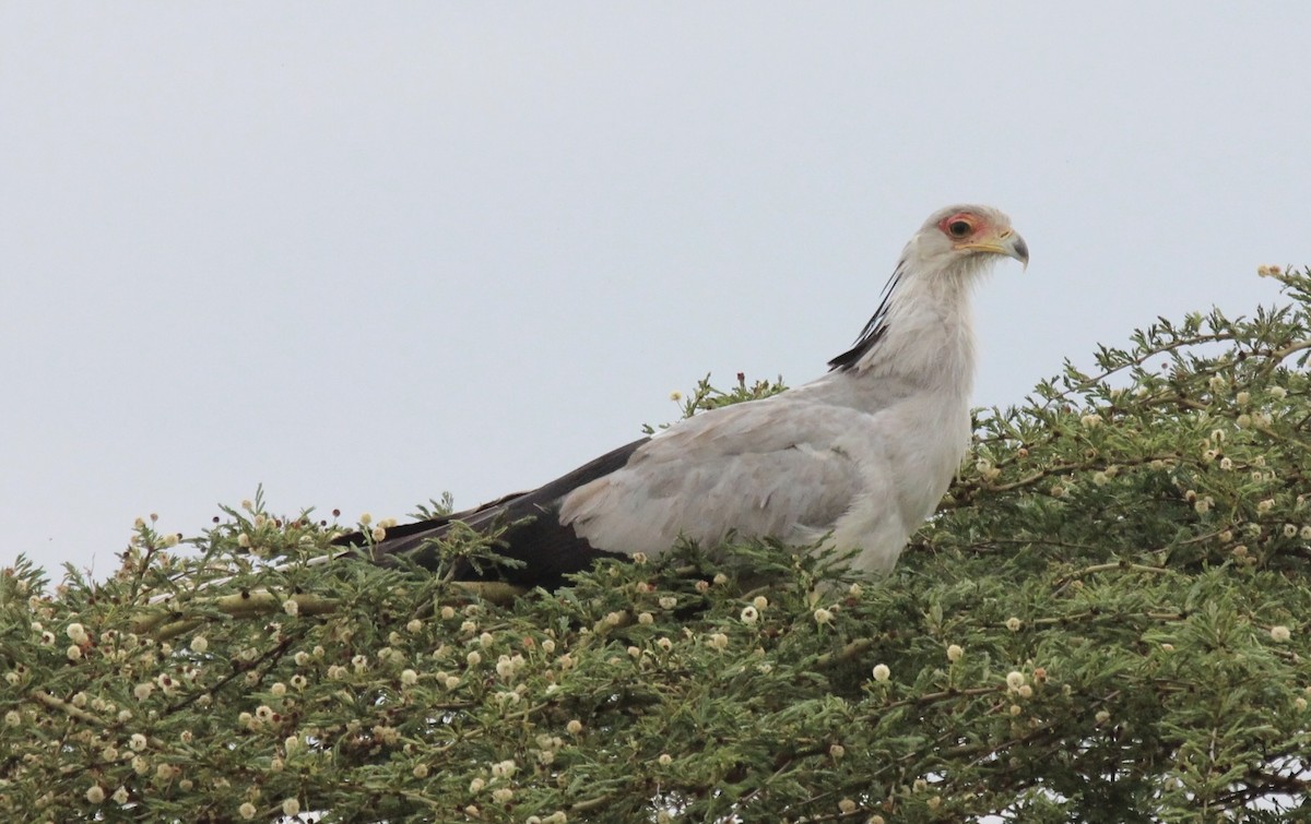 Secretarybird - ML641175612