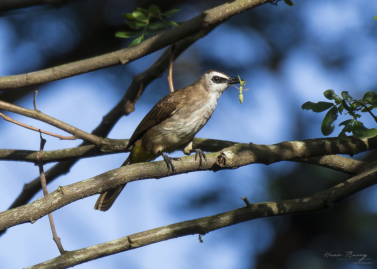 Yellow-vented Bulbul - ML641175625