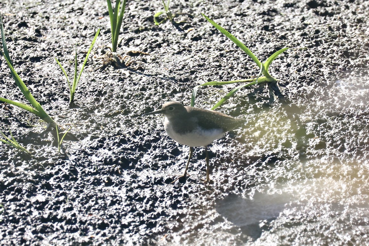 eremittsnipe - ML641175638