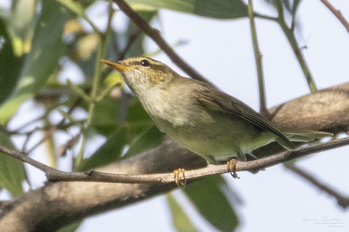Arctic Warbler - ML641175640