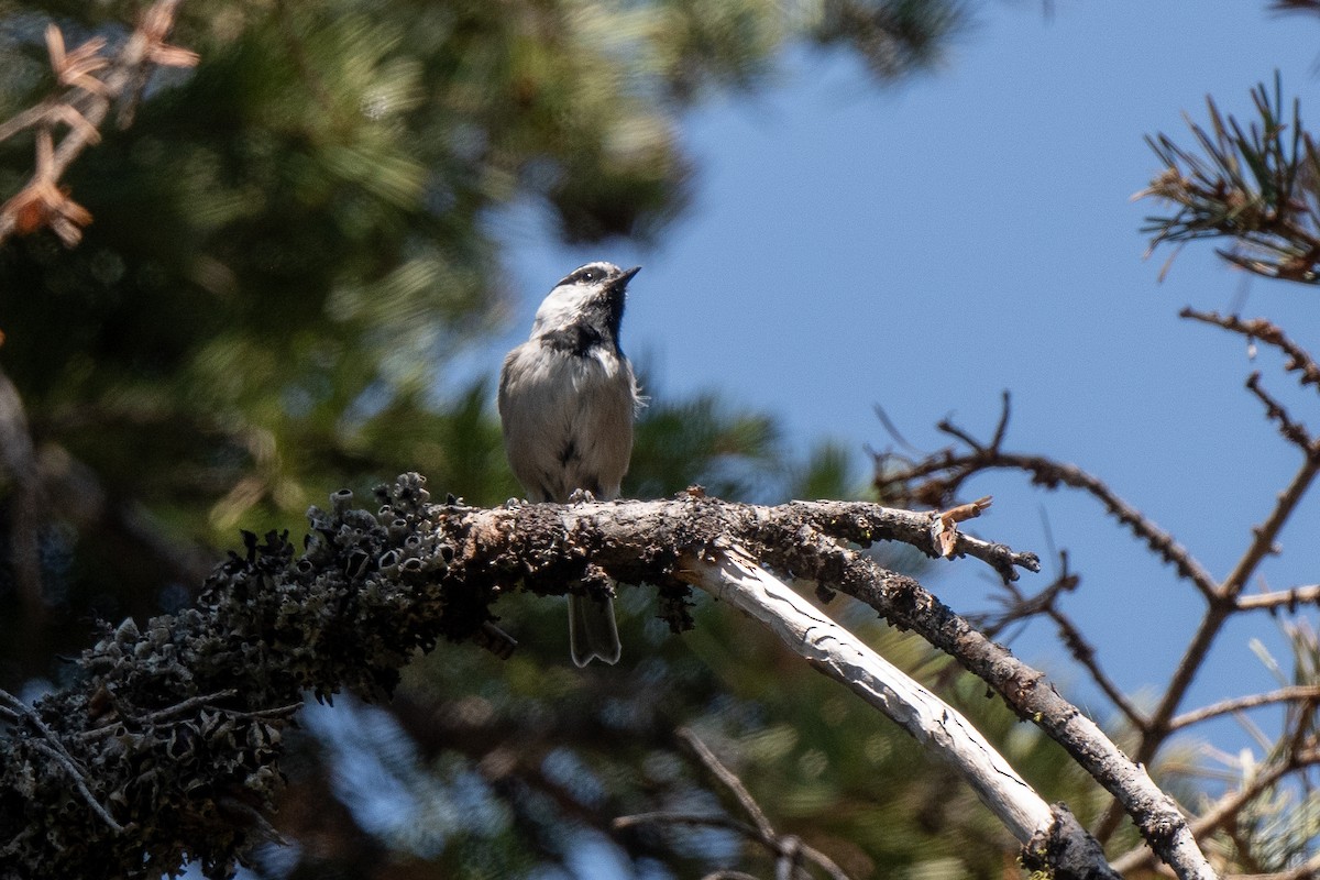 Mésange de Gambel - ML641175670