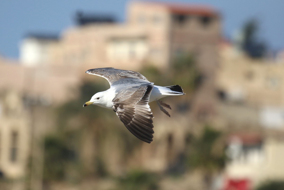 Armenian Gull - ML641175675