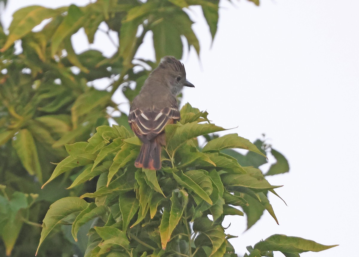 Great Crested Flycatcher - ML641175685