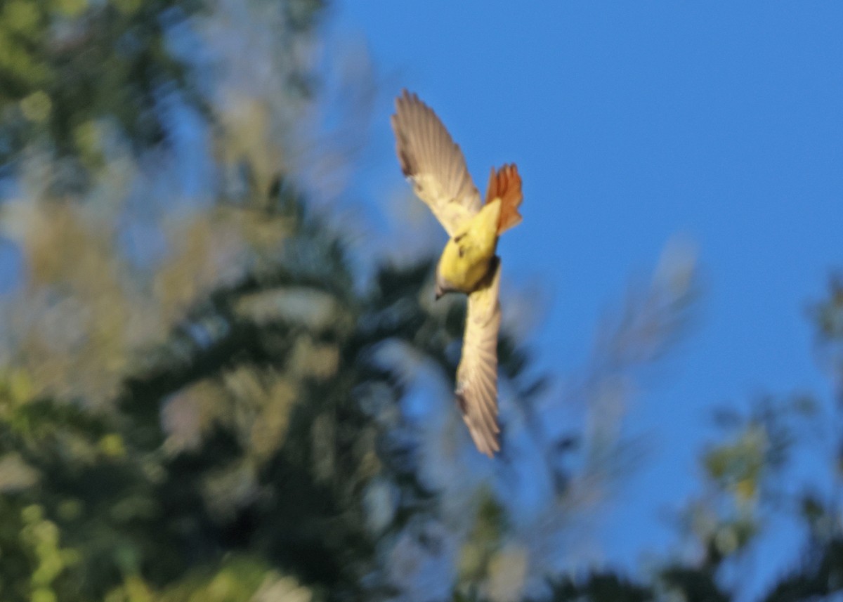Great Crested Flycatcher - ML641175686