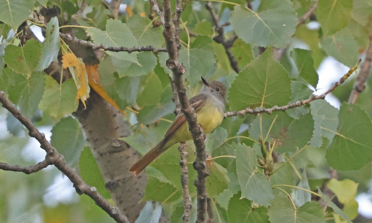 Great Crested Flycatcher - ML641175687