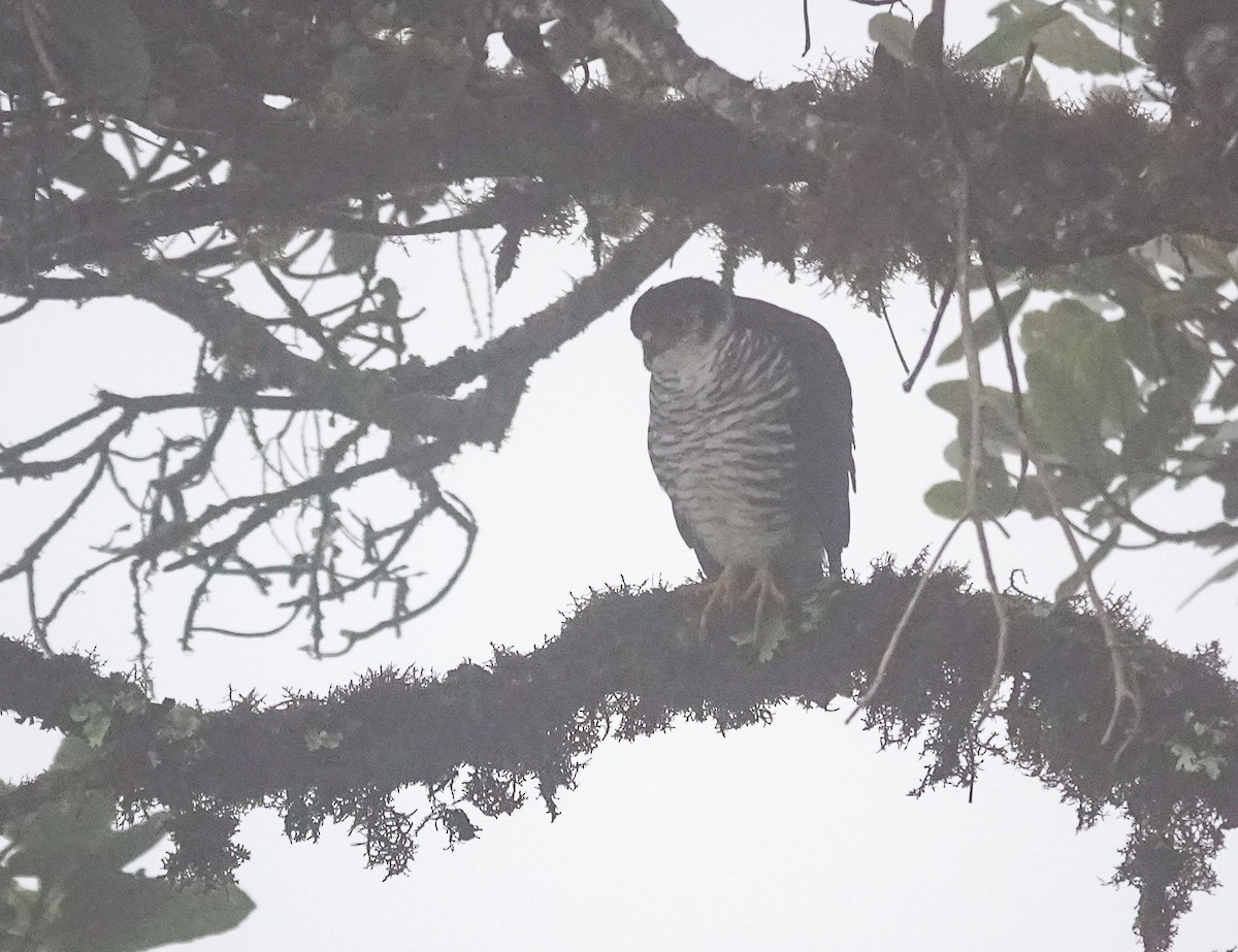 Semicollared Hawk - ML641175691