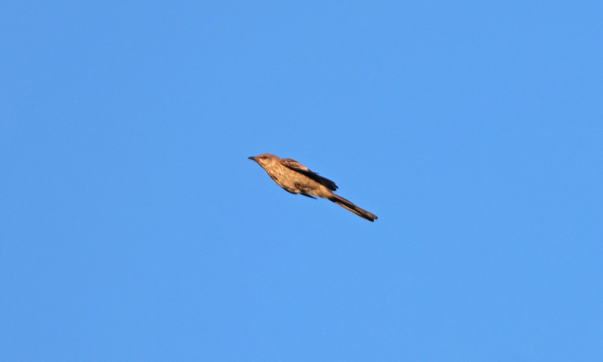 Northern Mockingbird - ML641175704