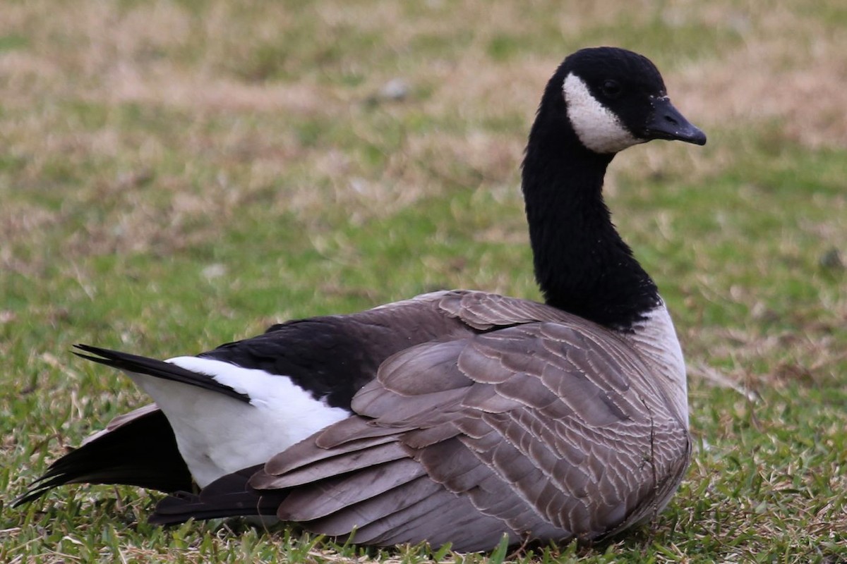 Cackling Goose - ML641175716