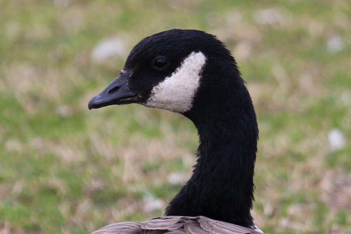 Cackling Goose - ML641175717