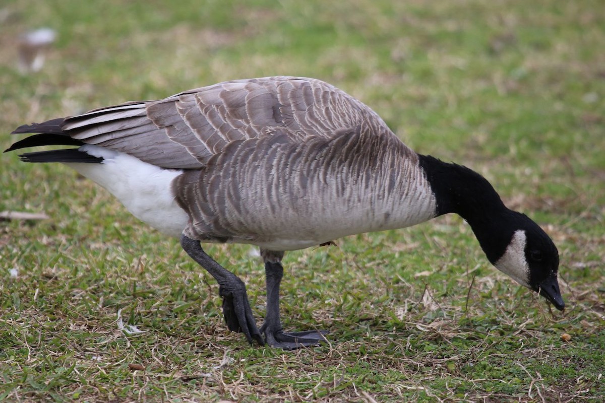 Cackling Goose - ML641175718