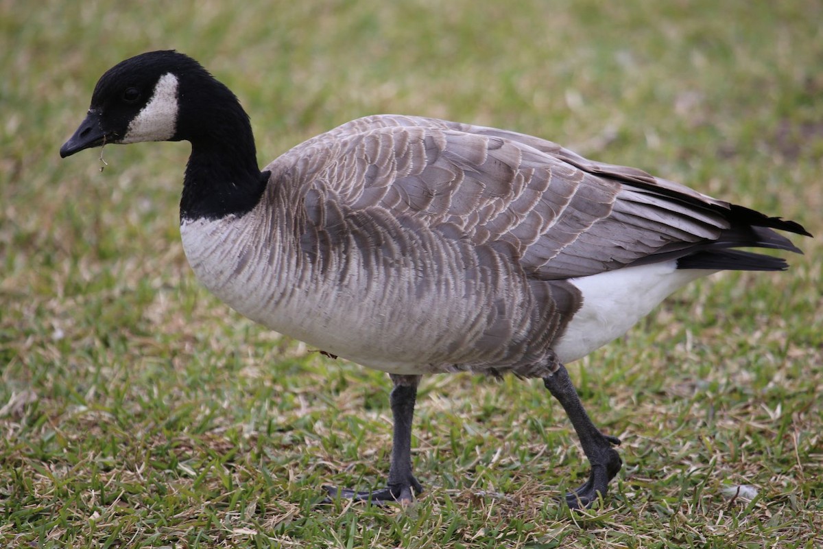 Cackling Goose - ML641175719