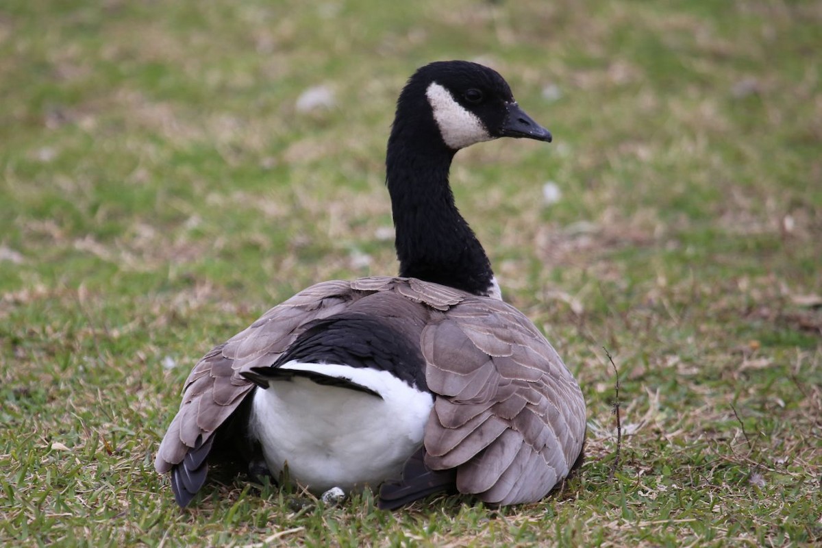 Cackling Goose - ML641175720