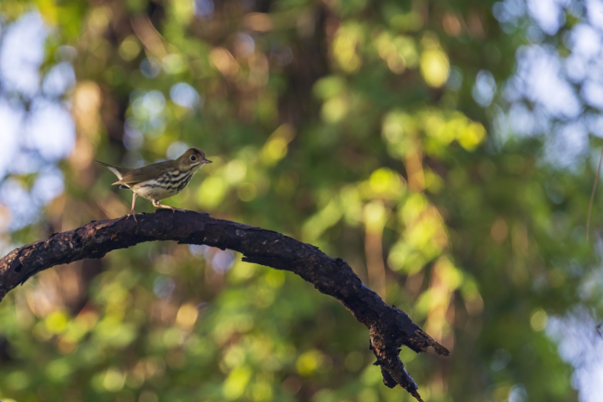 Ovenbird - ML641175745