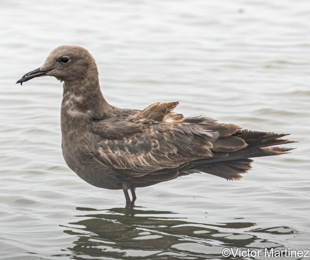 Gray Gull - ML641175751