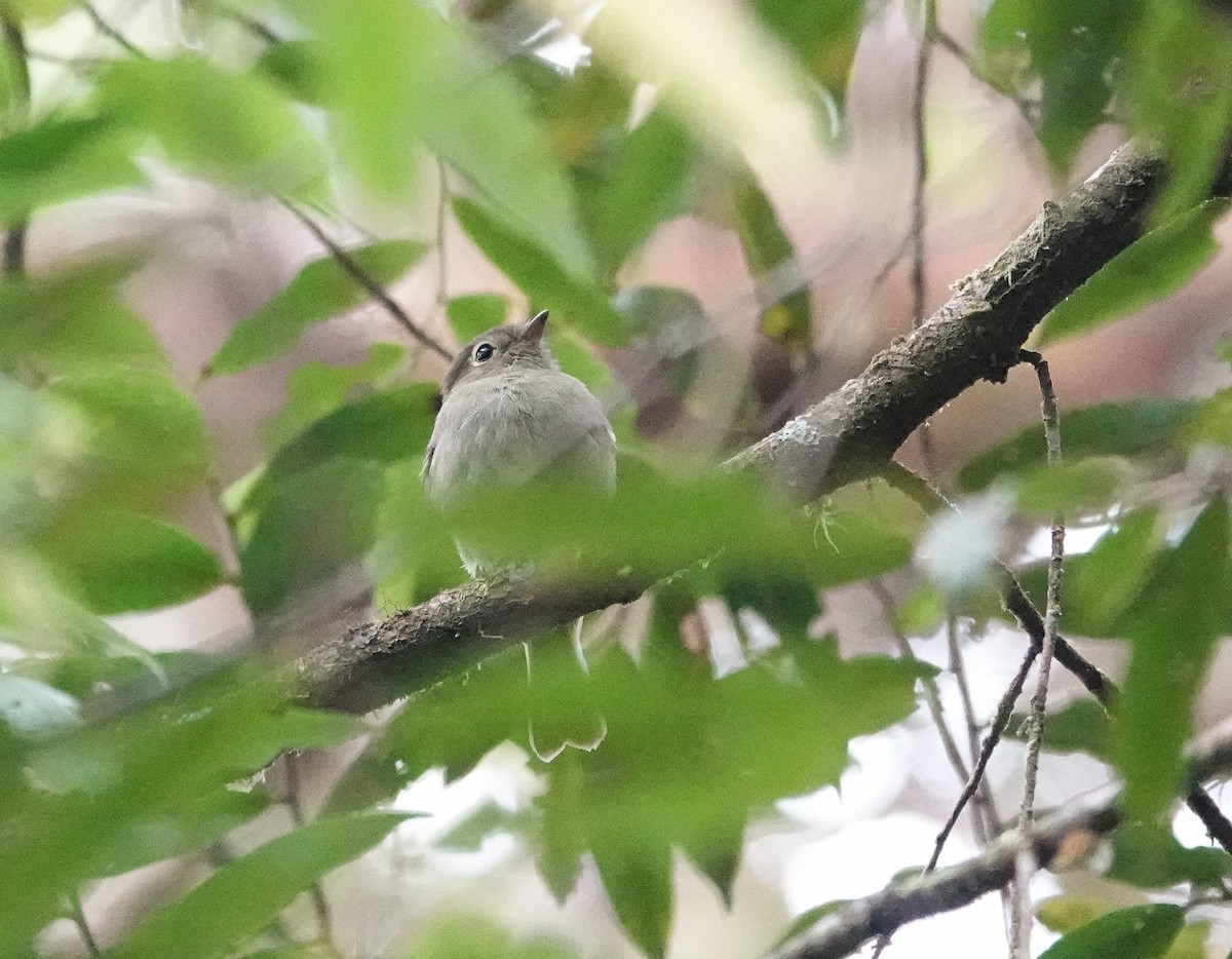 Unadorned Flycatcher - ML641175816