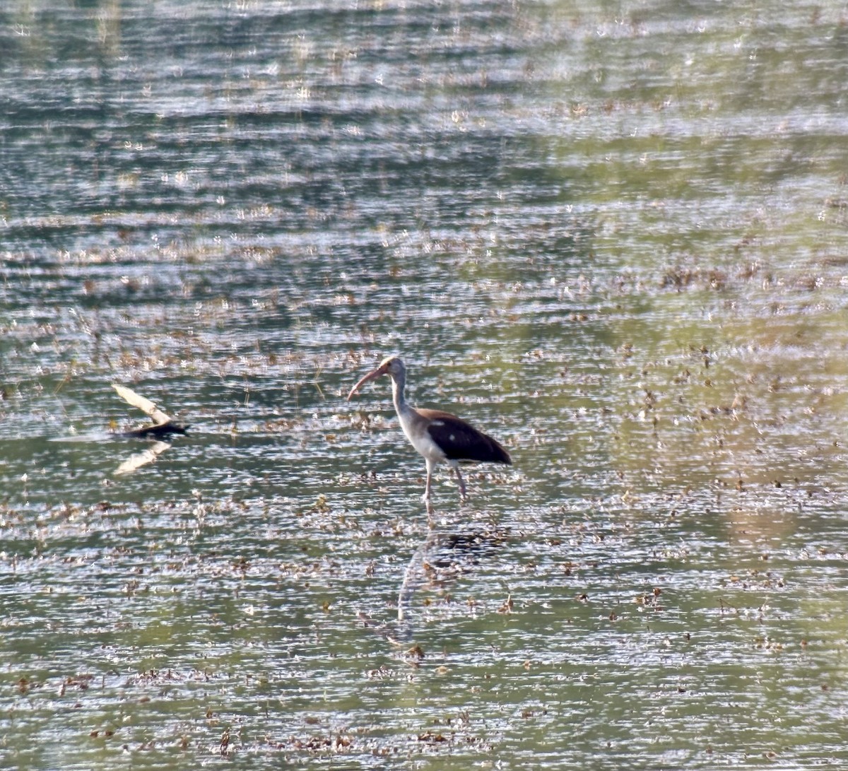 White Ibis - ML641175818