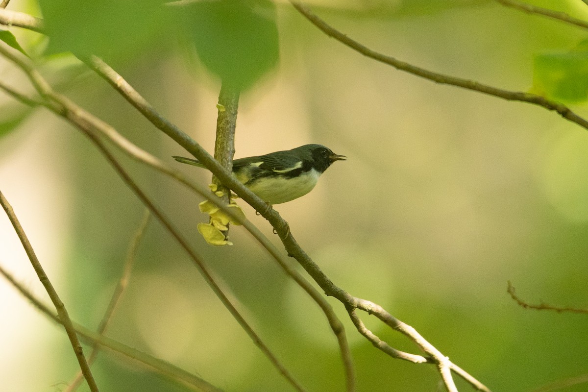 Black-throated Blue Warbler - ML641175842