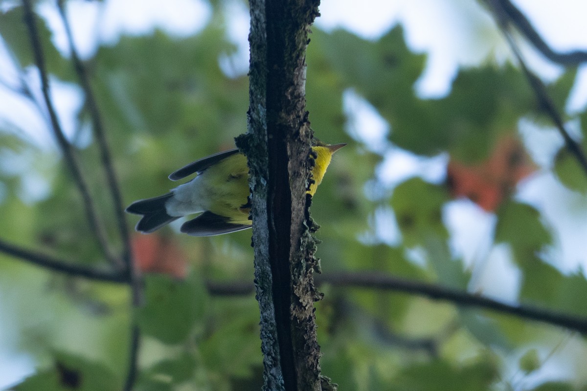 Canada Warbler - ML641175845