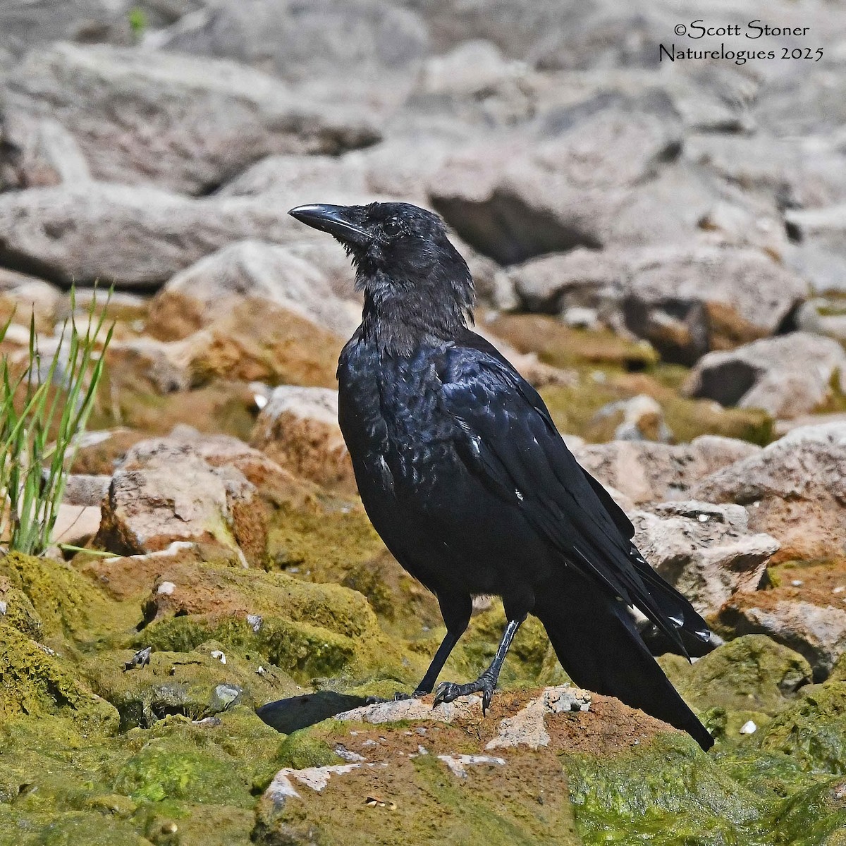 アメリカガラス - ML641175849