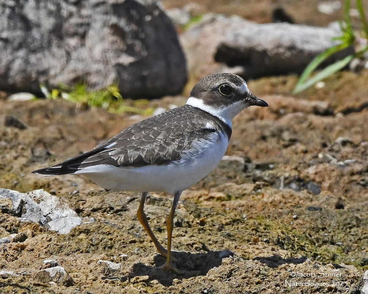 kulík kanadský - ML641175867