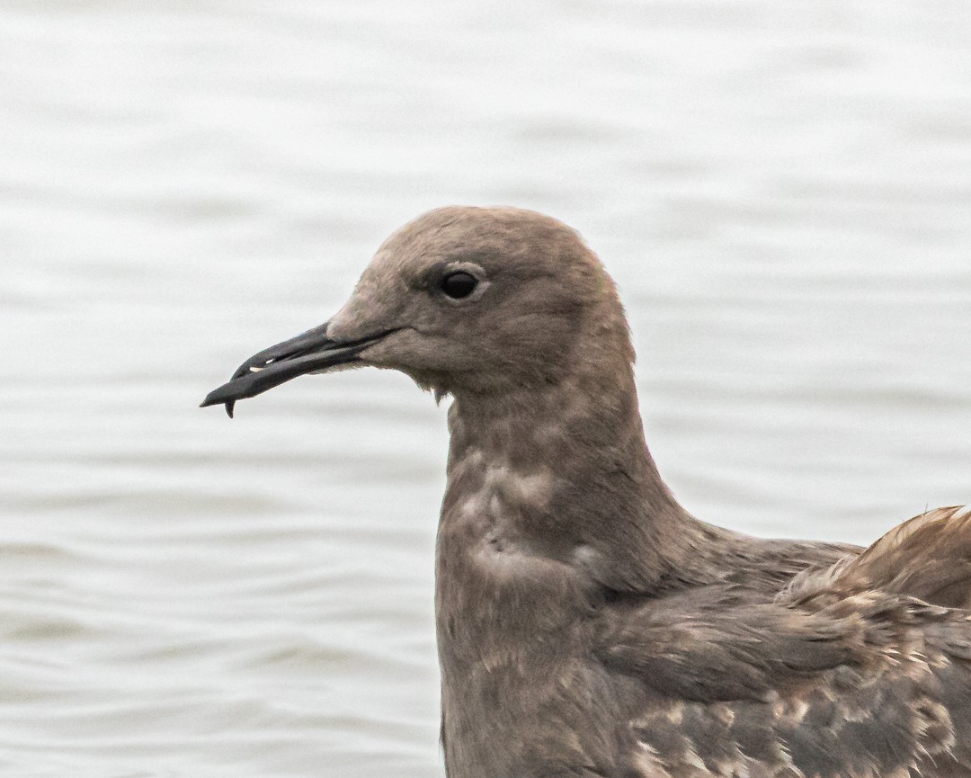 Gray Gull - ML641175875