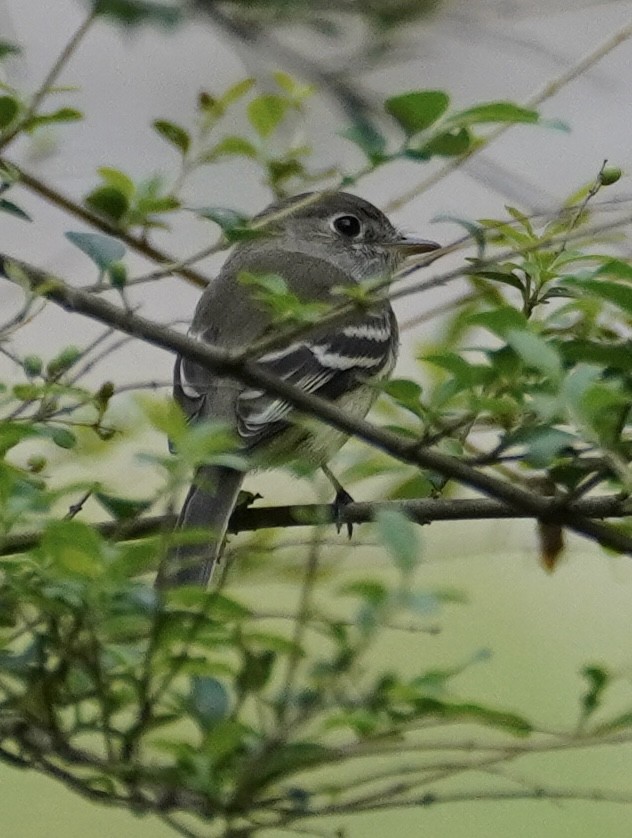 Least Flycatcher - ML641175908