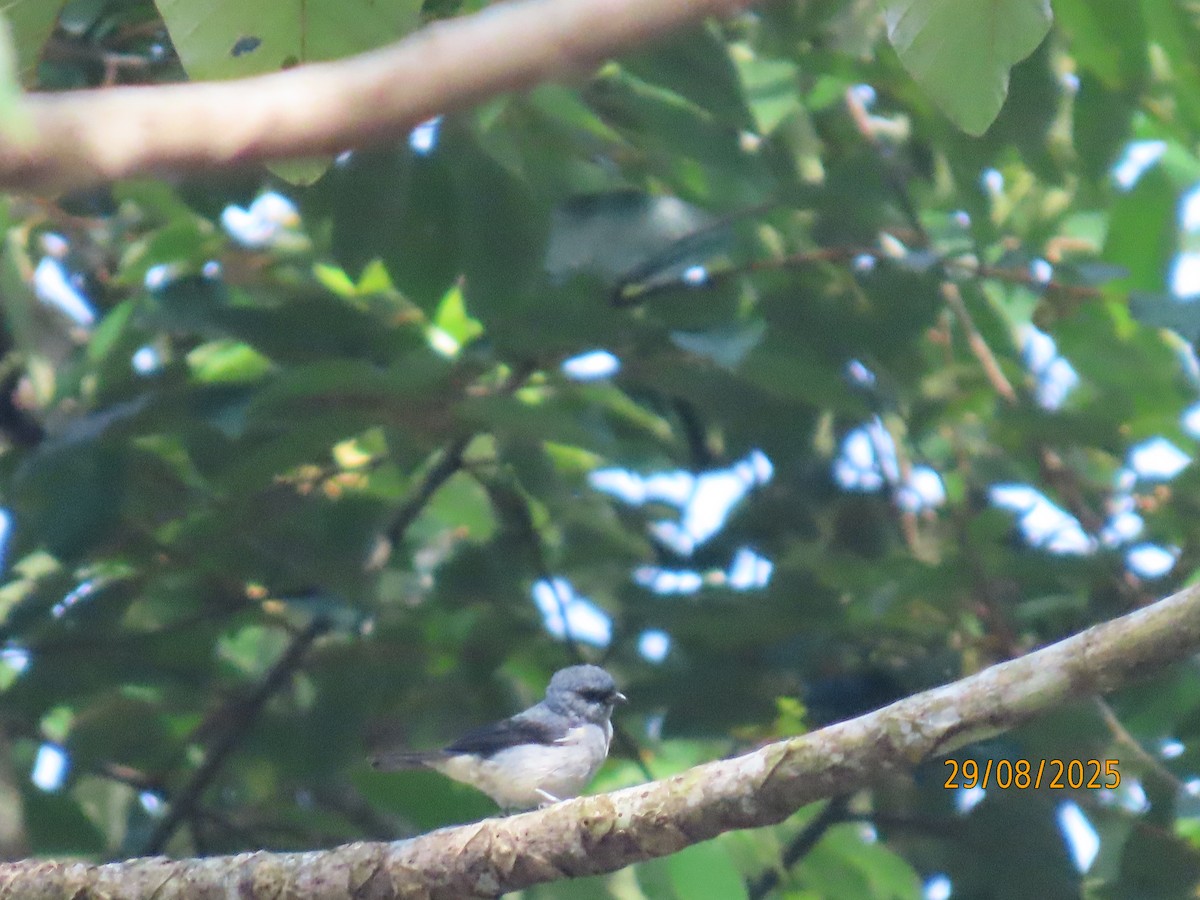 Plain-colored Tanager - ML641175947
