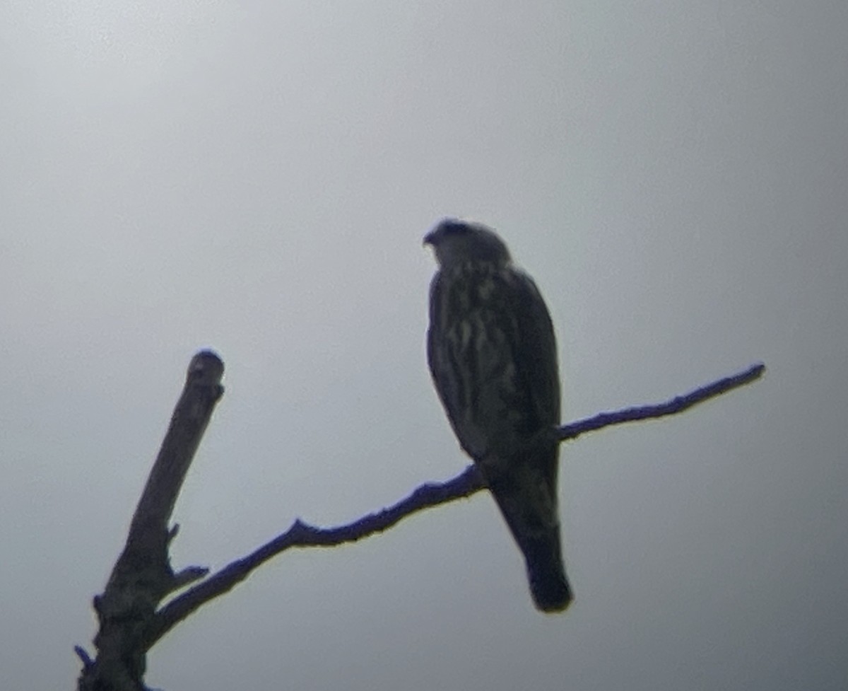 Mississippi Kite - ML641175969