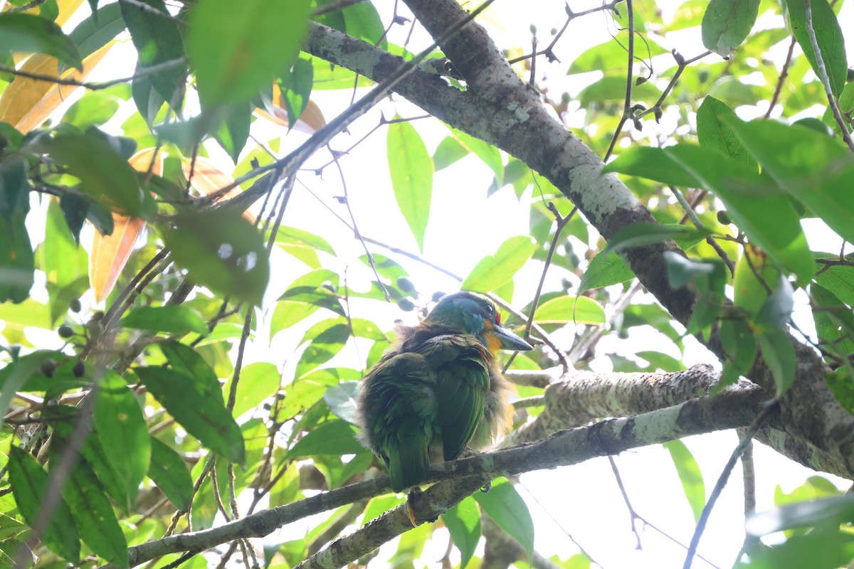 Black-browed Barbet - ML641175973