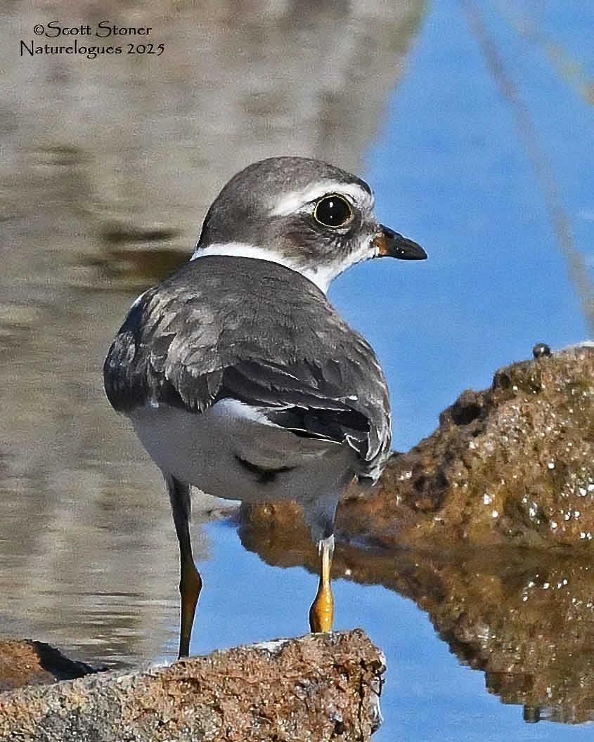 kulík kanadský - ML641175979
