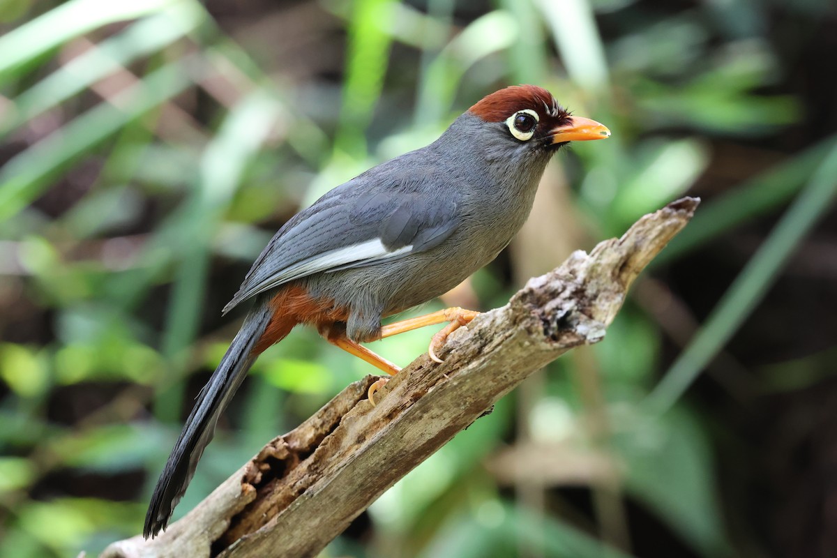 Chestnut-capped Laughingthrush - ML641175986