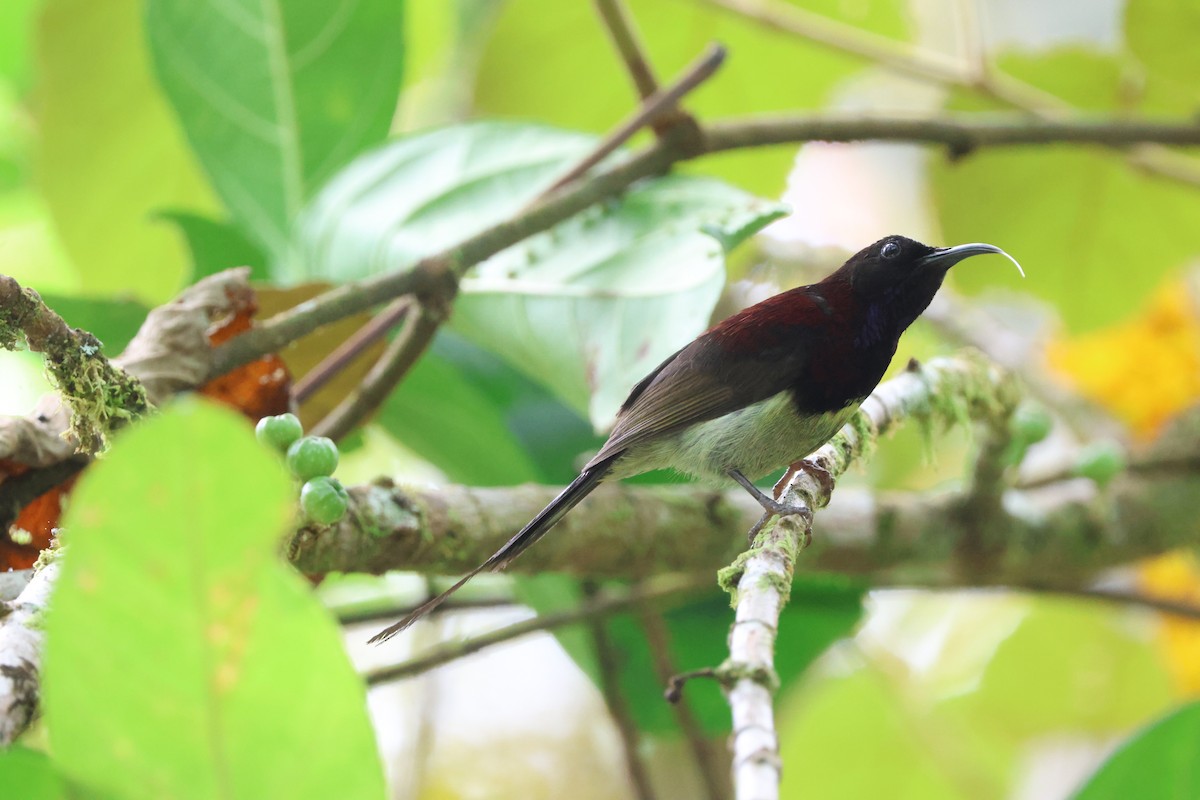 Black-throated Sunbird - ML641175994
