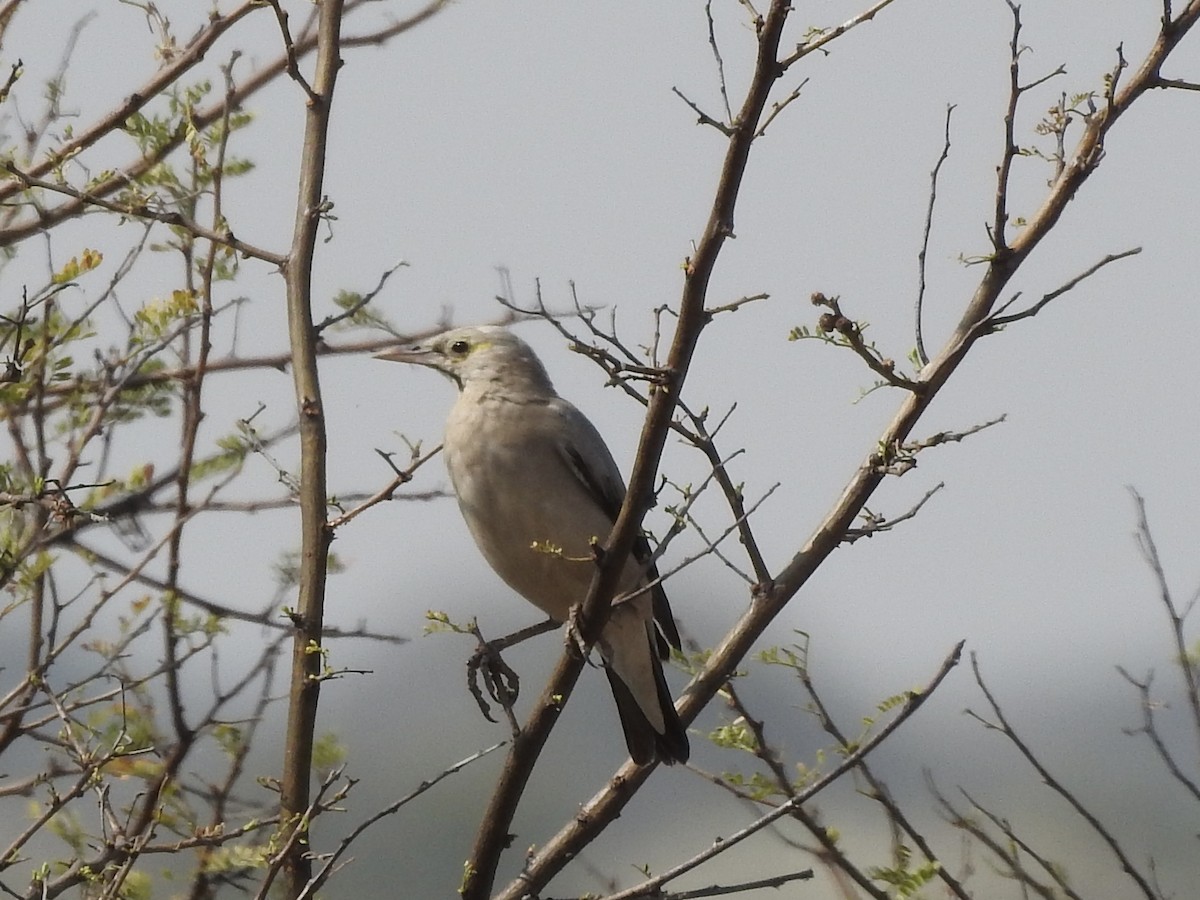 Wattled Starling - ML641176019