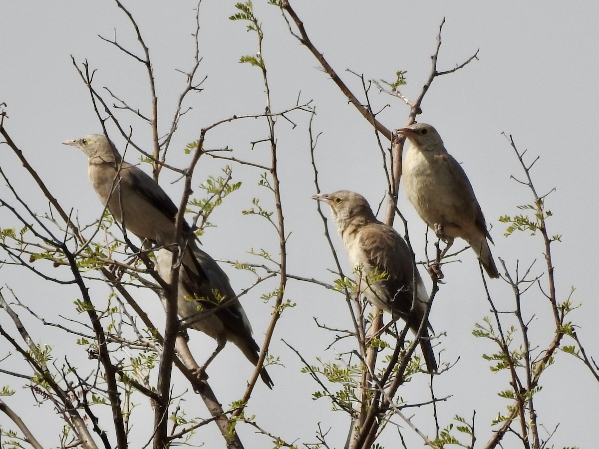Wattled Starling - ML641176020