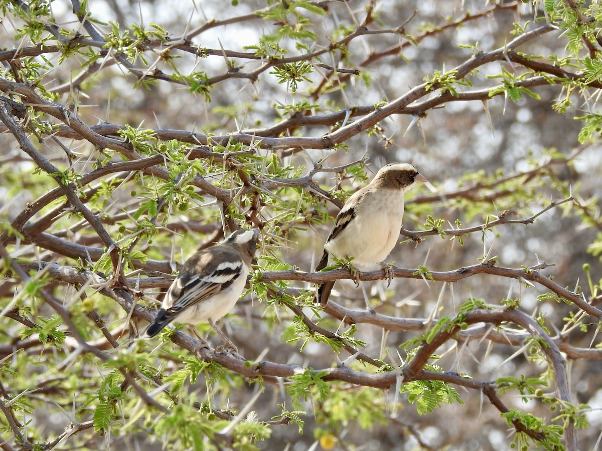 White-browed Sparrow-Weaver - ML641176037