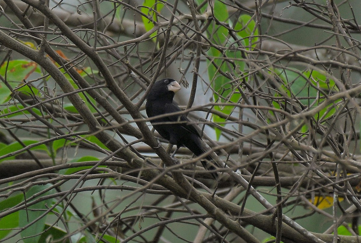 Nicaraguan Seed-Finch - ML641176072