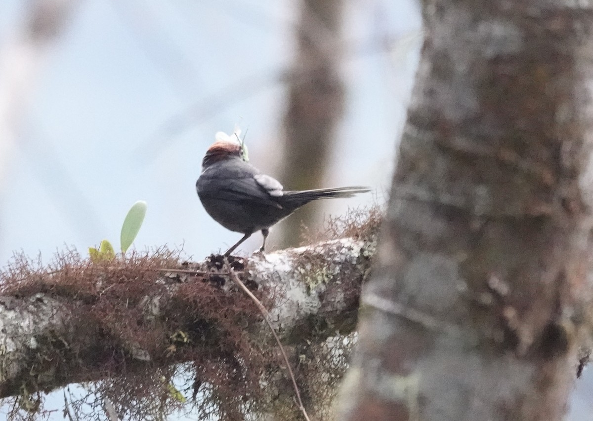 Slaty Tanager - ML641176074