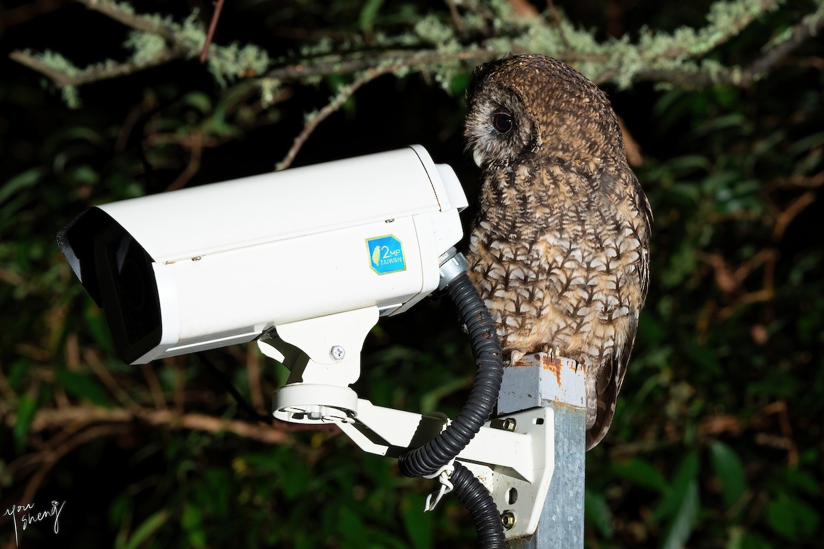 Himalayan Owl - ML641176079