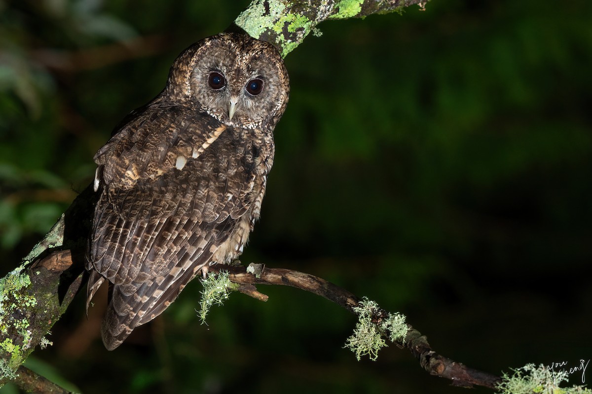 Himalayan Owl - ML641176081