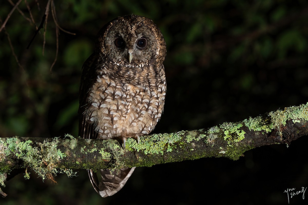 Himalayan Owl - ML641176083