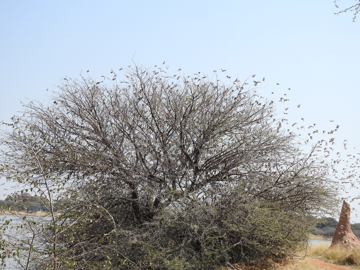 Red-billed Quelea - ML641176085