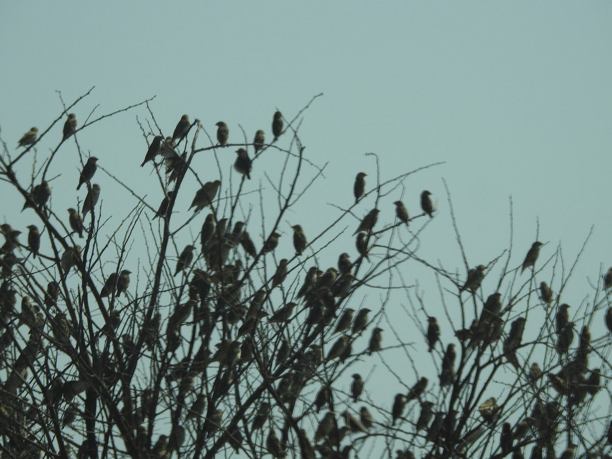 Red-billed Quelea - ML641176086