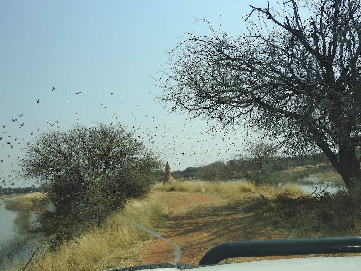 Red-billed Quelea - ML641176087