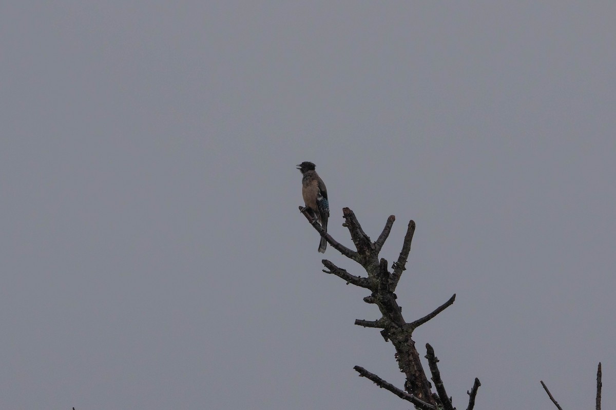 Black-headed Jay - ML641176098